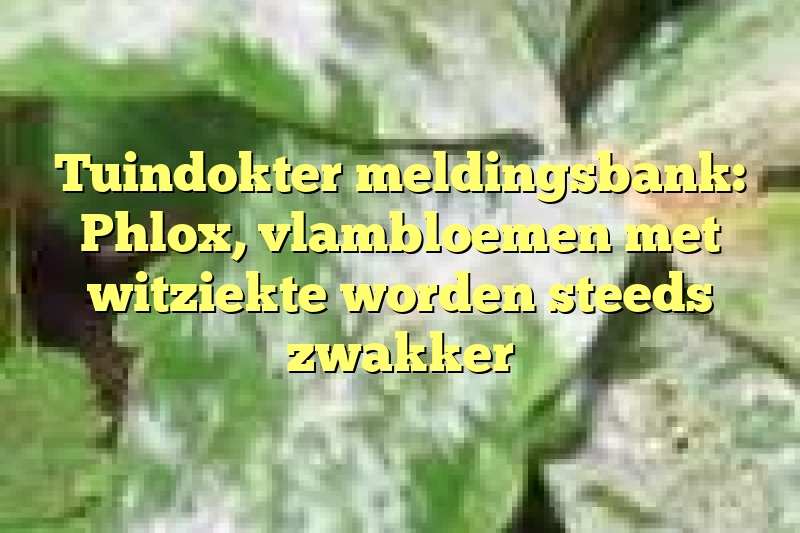 Tuindokter meldingsbank: Phlox, vlambloemen met witziekte worden steeds zwakker