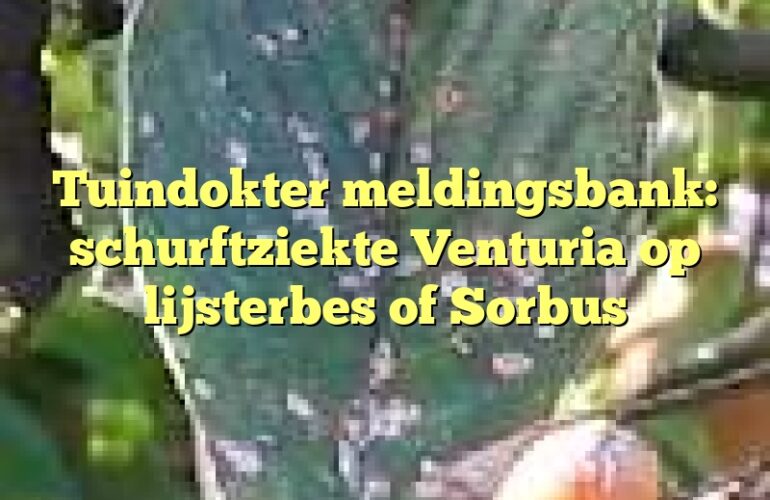 Tuindokter meldingsbank: schurftziekte Venturia op lijsterbes of Sorbus