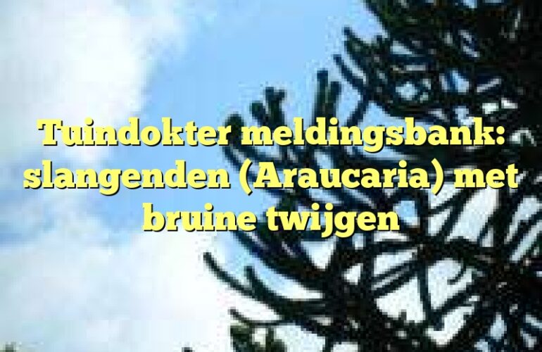 Tuindokter meldingsbank: slangenden (Araucaria) met bruine twijgen