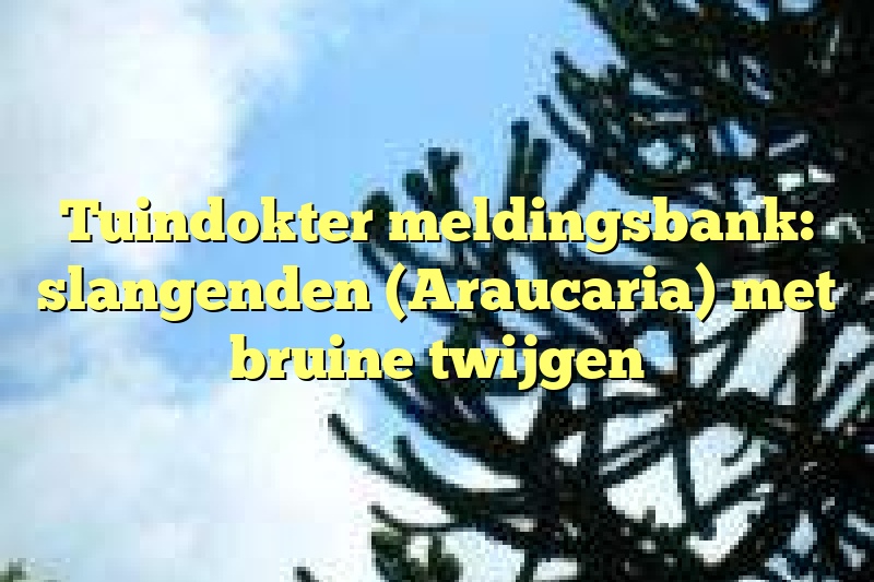 Tuindokter meldingsbank: slangenden (Araucaria) met bruine twijgen