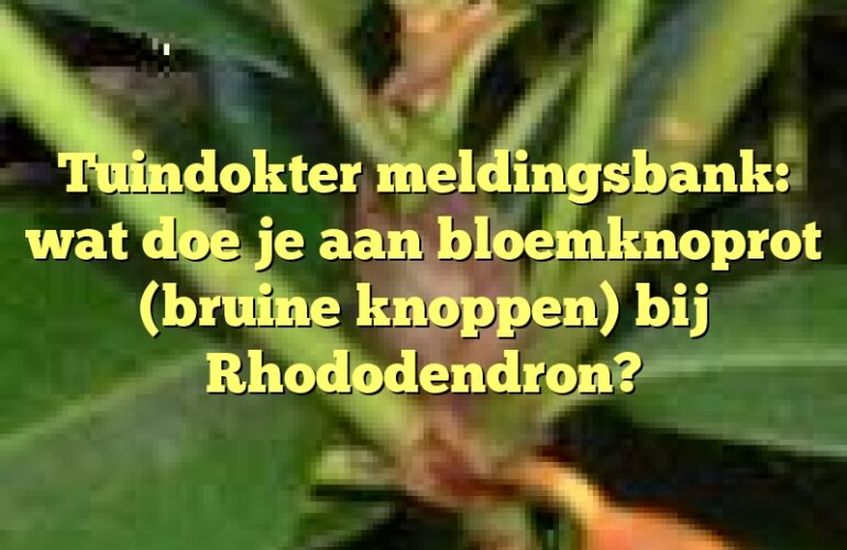 Tuindokter meldingsbank: wat doe je aan bloemknoprot (bruine knoppen) bij Rhododendron?