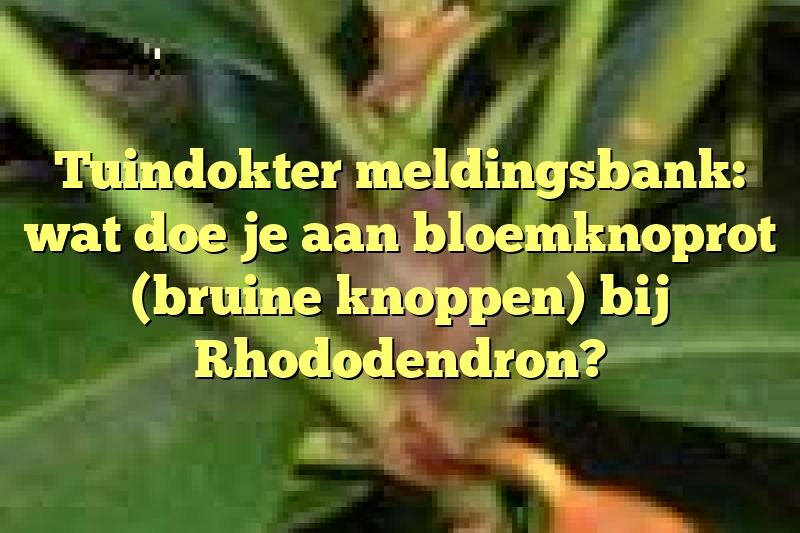 Tuindokter meldingsbank: wat doe je aan bloemknoprot (bruine knoppen) bij Rhododendron?