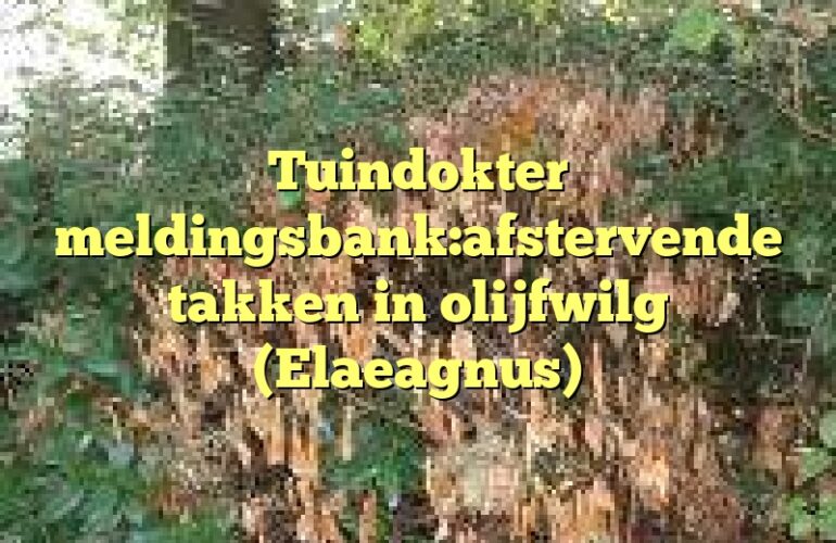 Tuindokter meldingsbank:afstervende takken in olijfwilg (Elaeagnus)