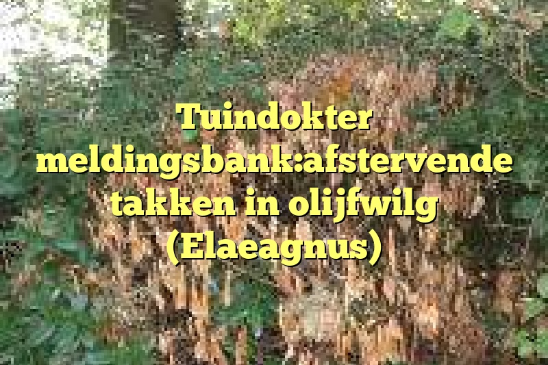 Tuindokter meldingsbank:afstervende takken in olijfwilg (Elaeagnus)