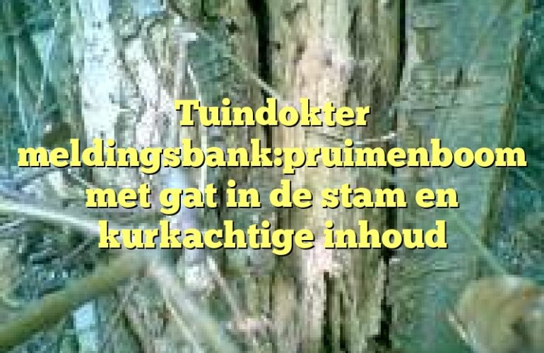 Tuindokter meldingsbank:pruimenboom met gat in de stam en kurkachtige inhoud