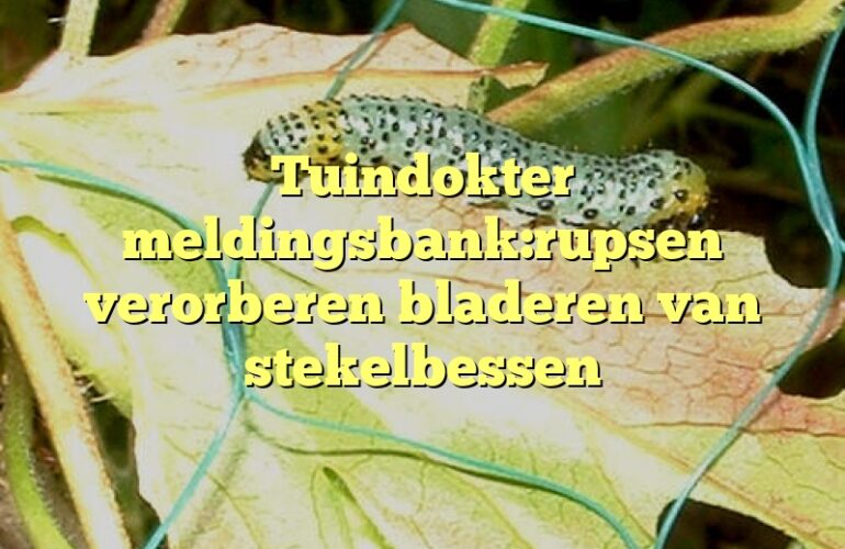 Tuindokter meldingsbank:rupsen verorberen bladeren van stekelbessen