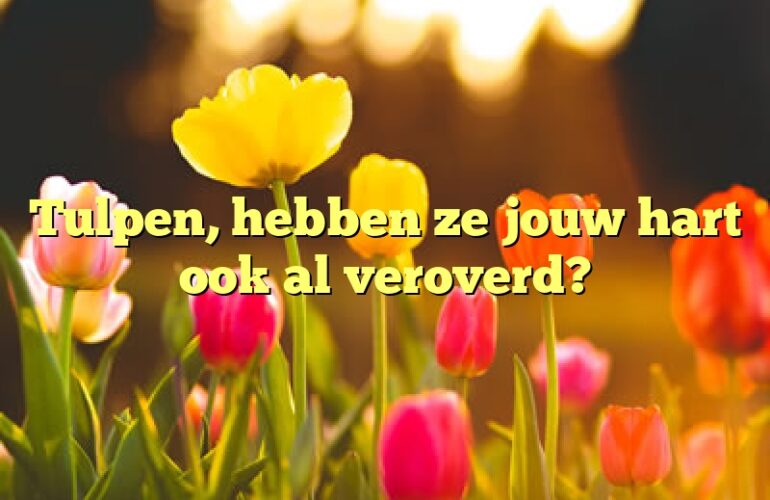 Tulpen, hebben ze jouw hart ook al veroverd?