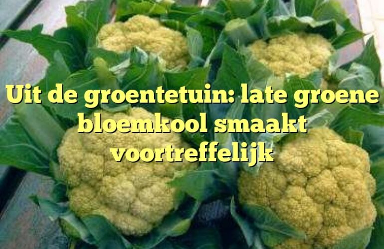 Uit de groentetuin: late groene bloemkool smaakt voortreffelijk