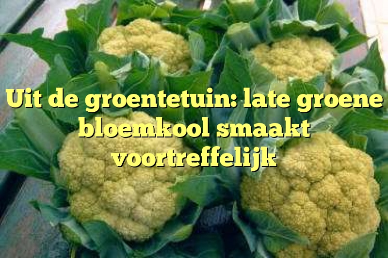 Uit de groentetuin: late groene bloemkool smaakt voortreffelijk