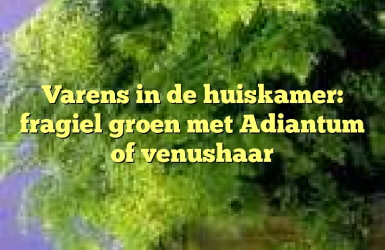 Varens in de huiskamer: fragiel groen met Adiantum of venushaar