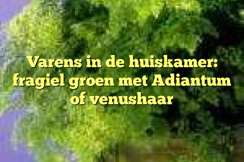 Varens in de huiskamer: fragiel groen met Adiantum of venushaar