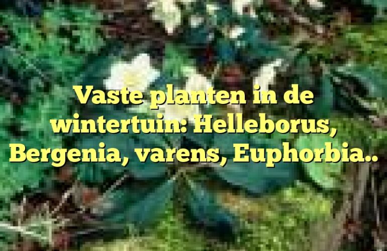 Vaste planten in de wintertuin: Helleborus, Bergenia, varens, Euphorbia..