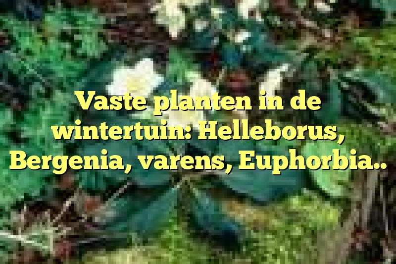 Vaste planten in de wintertuin: Helleborus, Bergenia, varens, Euphorbia..