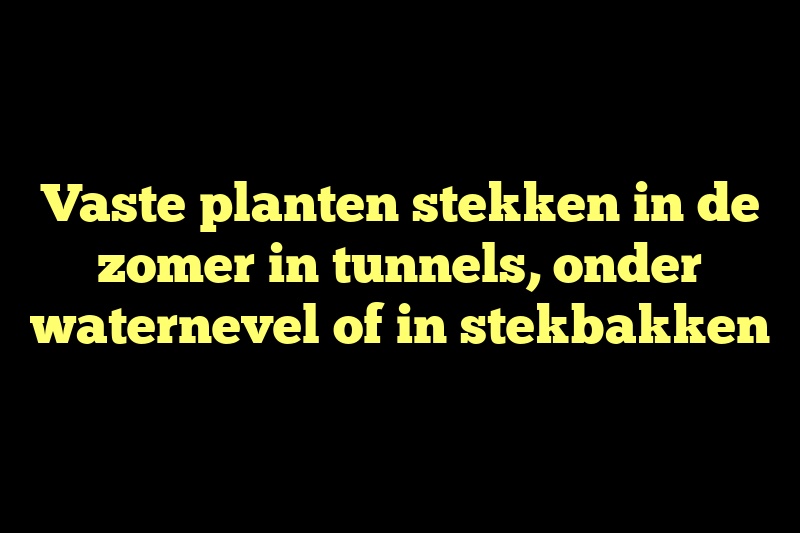 Vaste planten stekken in de zomer in tunnels, onder waternevel of in stekbakken