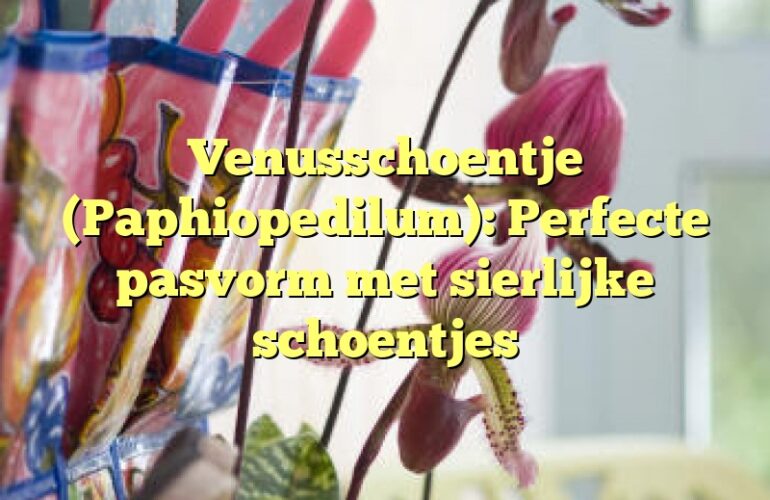 Venusschoentje (Paphiopedilum): Perfecte pasvorm met sierlijke schoentjes