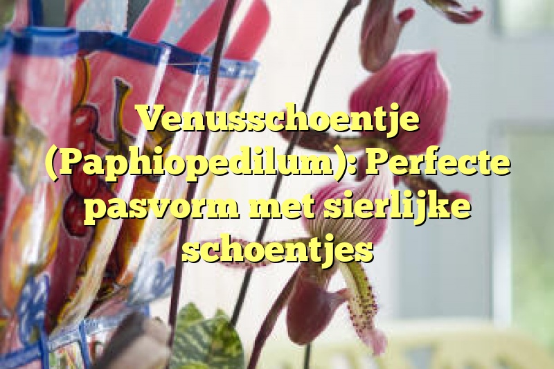 Venusschoentje (Paphiopedilum): Perfecte pasvorm met sierlijke schoentjes