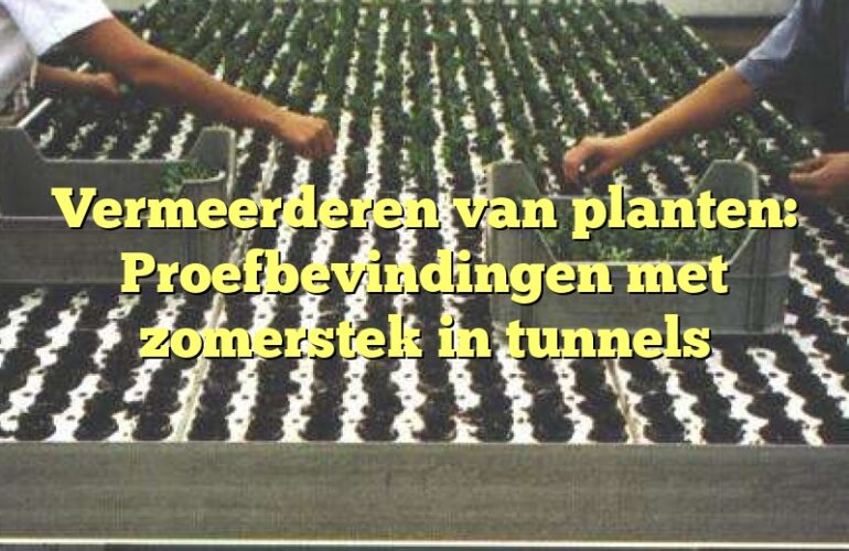 Vermeerderen van planten: Proefbevindingen met zomerstek in tunnels