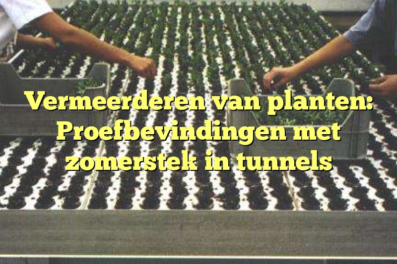 Vermeerderen van planten: Proefbevindingen met zomerstek in tunnels