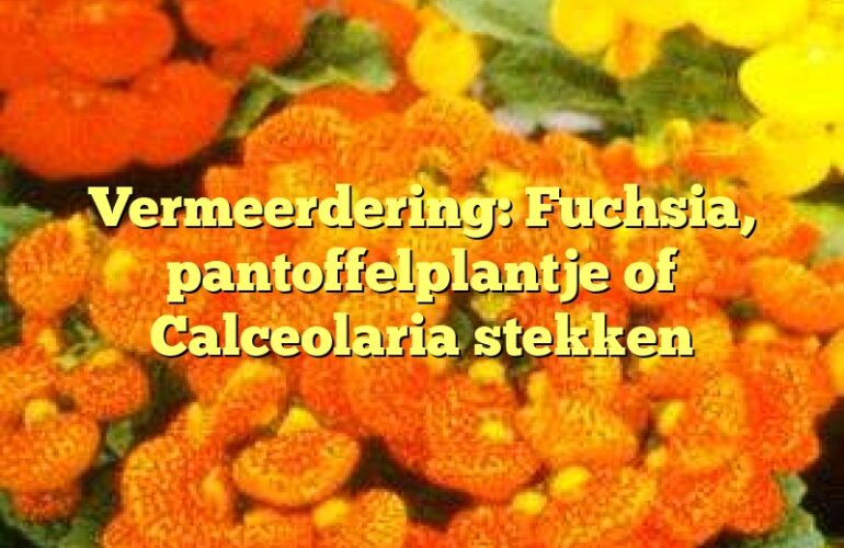 Vermeerdering: Fuchsia, pantoffelplantje of Calceolaria stekken