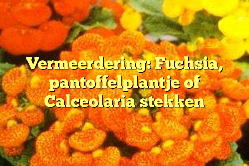 Vermeerdering: Fuchsia, pantoffelplantje of Calceolaria stekken