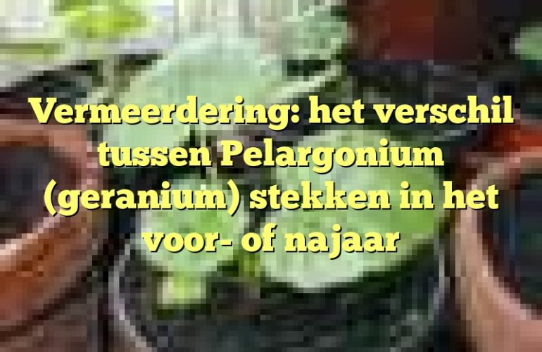 Vermeerdering: het verschil tussen Pelargonium (geranium) stekken in het voor- of najaar