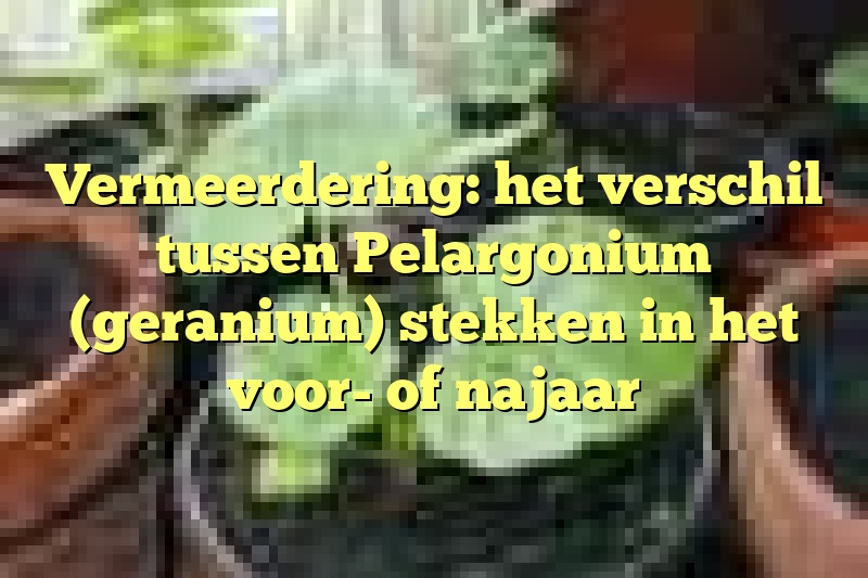 Vermeerdering: het verschil tussen Pelargonium (geranium) stekken in het voor- of najaar