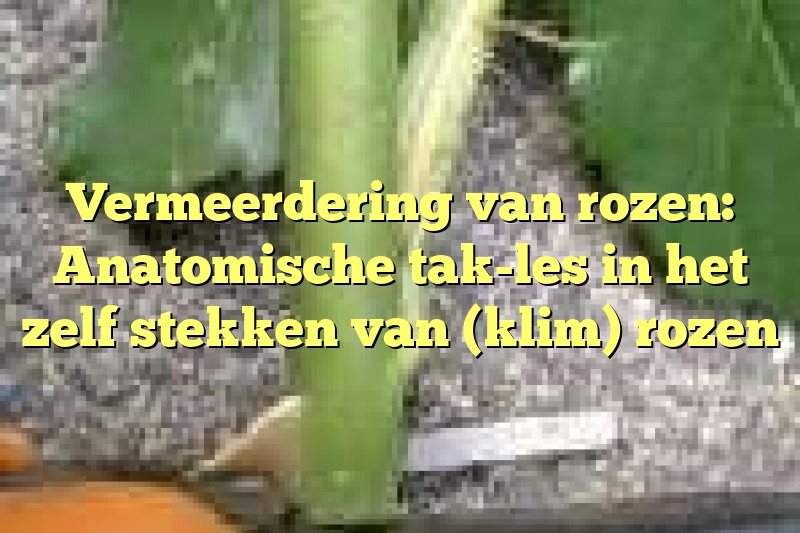 Vermeerdering van rozen: Anatomische tak-les in het zelf stekken van (klim) rozen