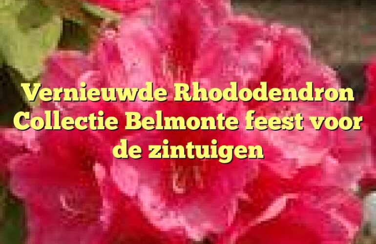 Vernieuwde Rhododendron Collectie Belmonte feest voor de zintuigen