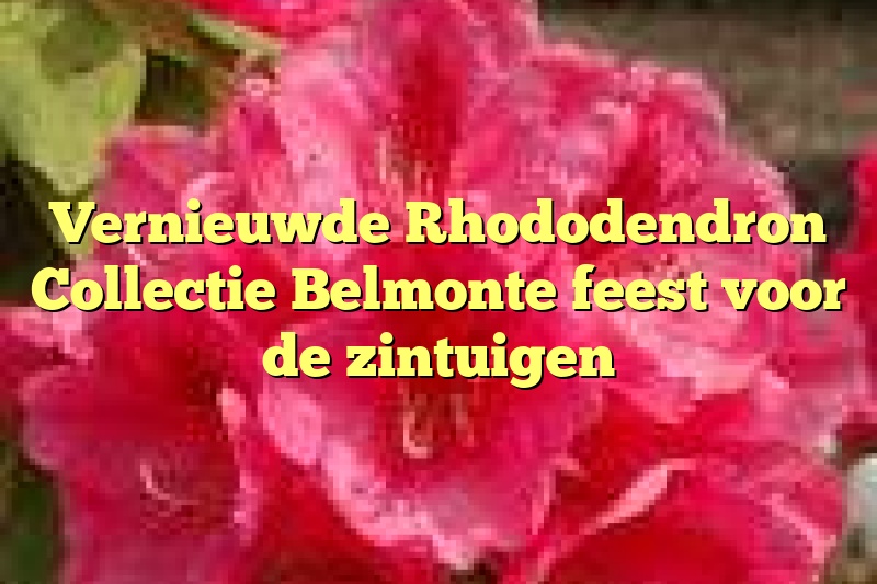 Vernieuwde Rhododendron Collectie Belmonte feest voor de zintuigen