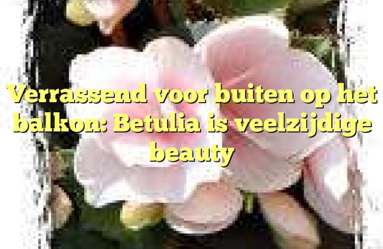 Verrassend voor buiten op het balkon: Betulia is veelzijdige beauty