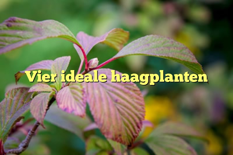 Vier ideale haagplanten