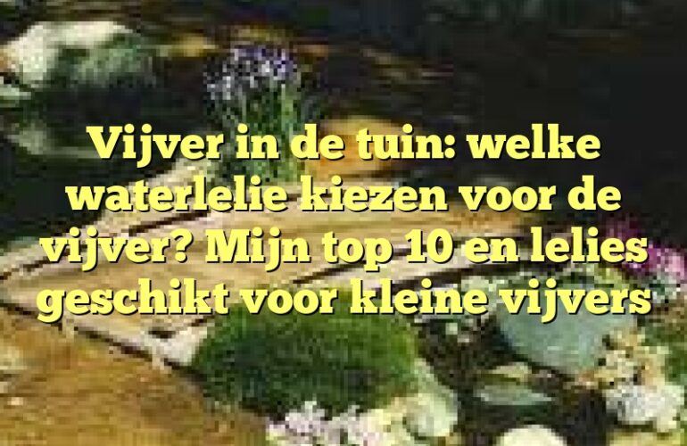 Vijver in de tuin: welke waterlelie kiezen voor de vijver? Mijn top 10 en lelies geschikt voor kleine vijvers