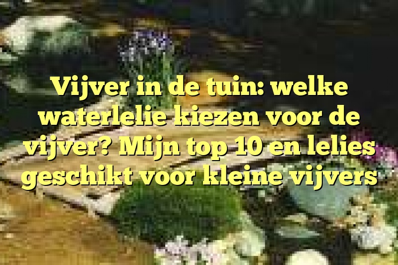 Vijver in de tuin: welke waterlelie kiezen voor de vijver? Mijn top 10 en lelies geschikt voor kleine vijvers