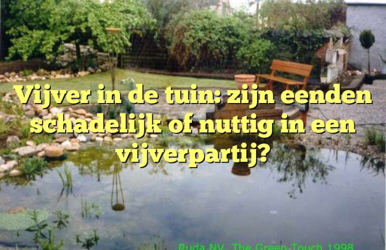 Vijver in de tuin: zijn eenden schadelijk of nuttig in een vijverpartij?