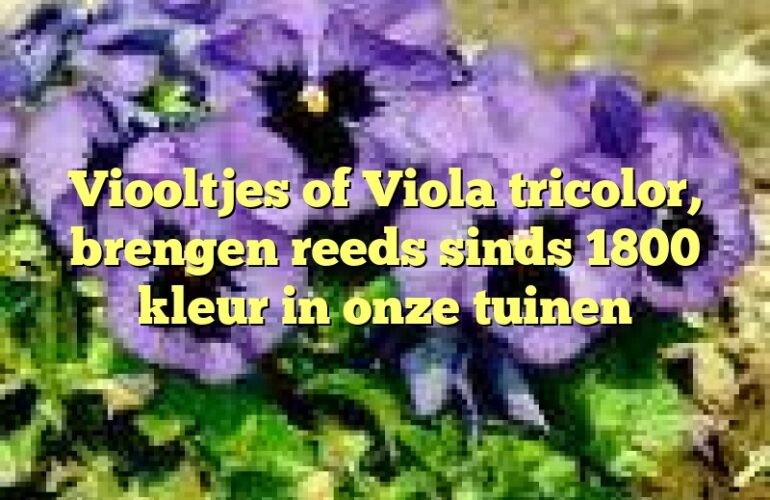 Viooltjes of  Viola tricolor, brengen reeds sinds 1800 kleur in onze tuinen