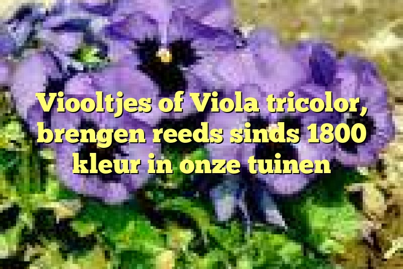 Viooltjes of  Viola tricolor, brengen reeds sinds 1800 kleur in onze tuinen