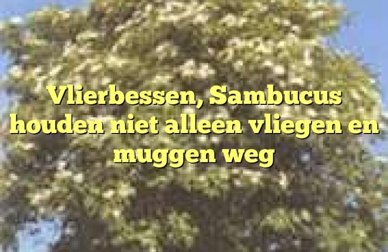 Vlierbessen, Sambucus houden niet alleen vliegen en muggen weg