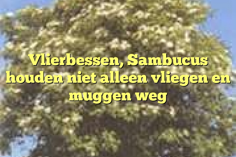 Vlierbessen, Sambucus houden niet alleen vliegen en muggen weg