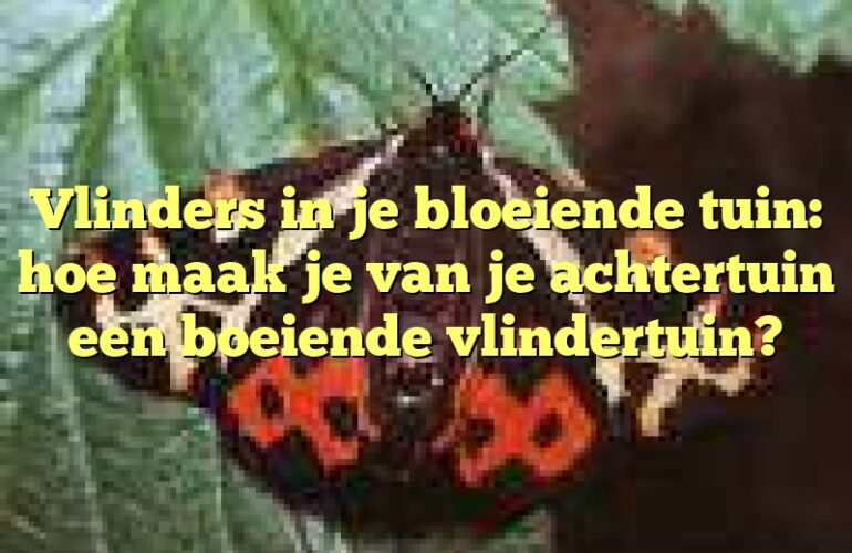 Vlinders in je bloeiende tuin: hoe maak je van je achtertuin een boeiende vlindertuin?