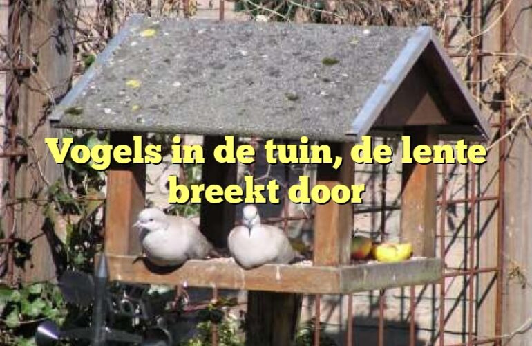 Vogels in de tuin, de lente breekt door