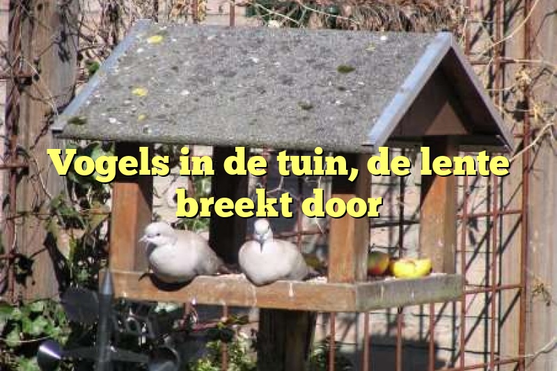 Vogels in de tuin, de lente breekt door