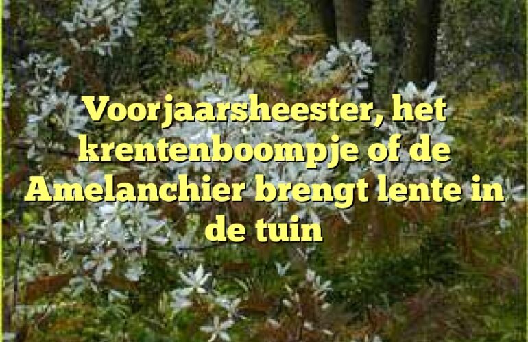 Voorjaarsheester, het krentenboompje of de Amelanchier brengt lente in de tuin