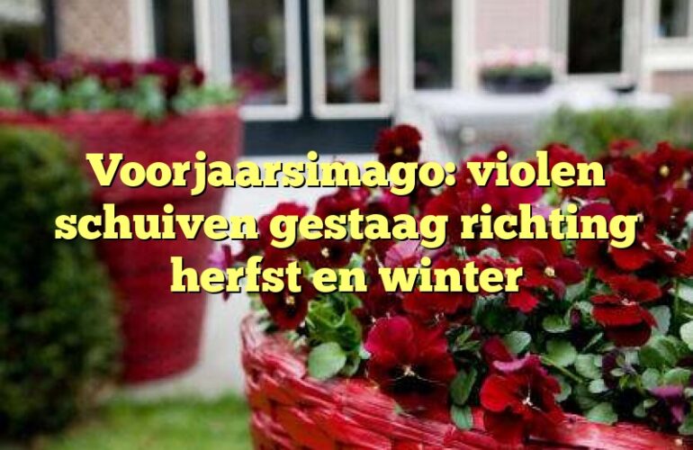 Voorjaarsimago: violen schuiven gestaag richting herfst en winter