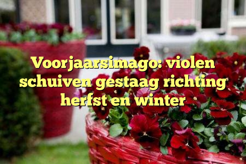 Voorjaarsimago: violen schuiven gestaag richting herfst en winter