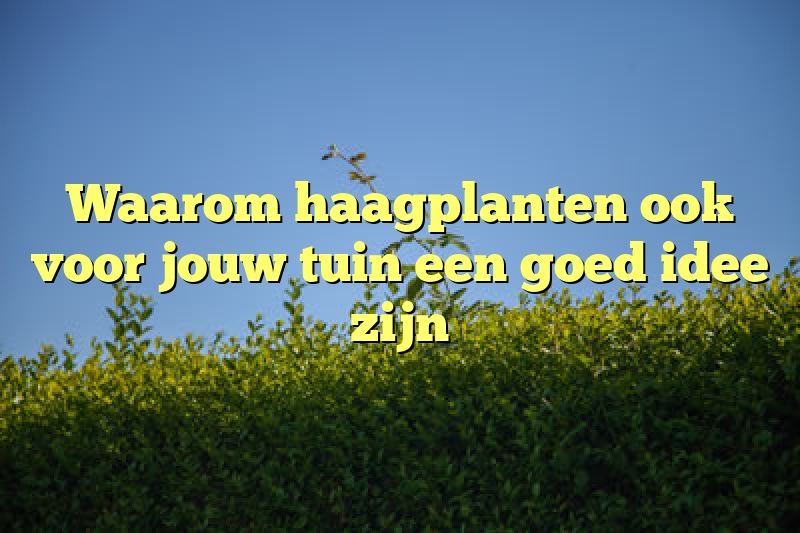 Waarom haagplanten ook voor jouw tuin een goed idee zijn