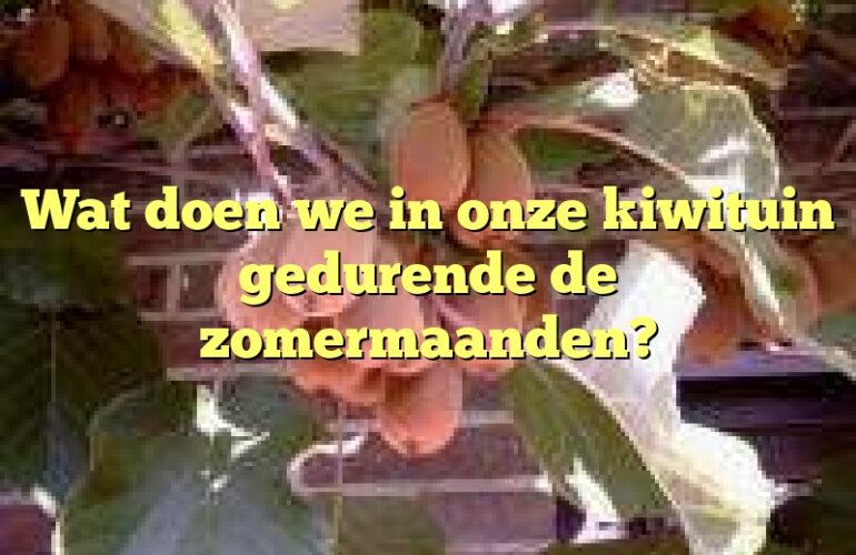 Wat doen we in onze kiwituin gedurende de zomermaanden?