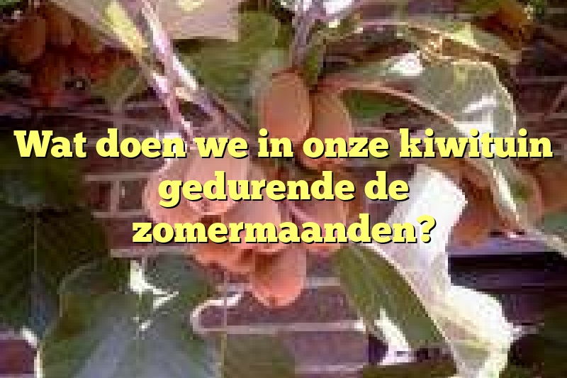 Wat doen we in onze kiwituin gedurende de zomermaanden?