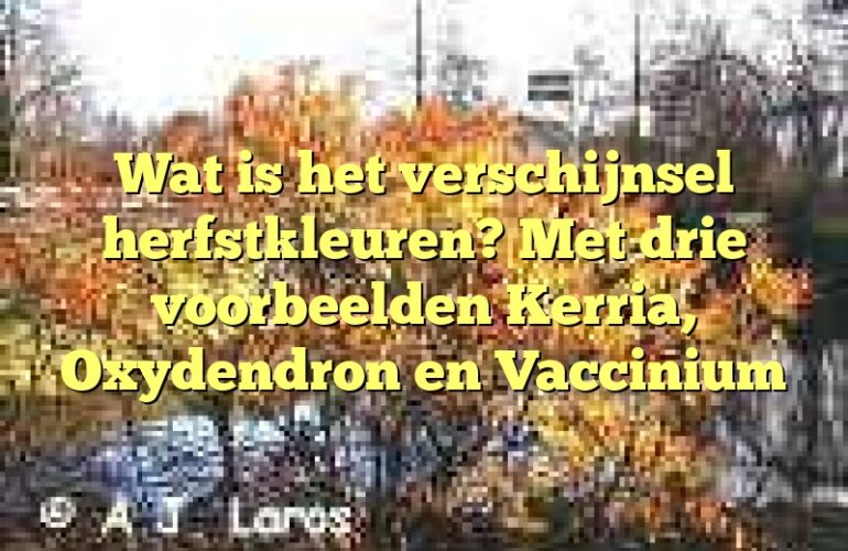 Wat is het verschijnsel herfstkleuren? Met drie voorbeelden Kerria, Oxydendron en Vaccinium