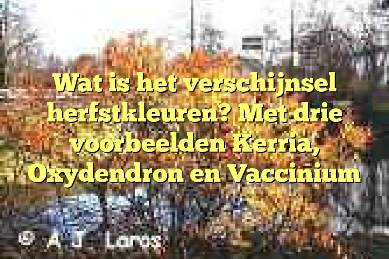 Wat is het verschijnsel herfstkleuren? Met drie voorbeelden Kerria, Oxydendron en Vaccinium