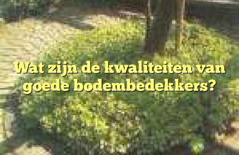 Wat zijn de kwaliteiten van goede bodembedekkers?